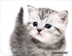 Коврик для мыши Buro BU-M40087 рисунок/котенок