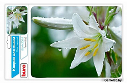 Коврик для мыши Buro BU-M20041 рисунок/лилия