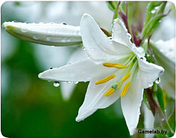 Коврик для мыши Buro BU-M20041 рисунок/лилия