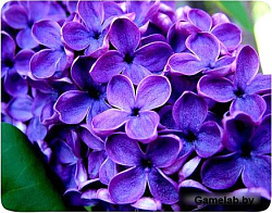 Коврик для мыши Buro BU-M20049 рисунок/сирень