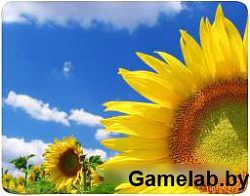 Коврик для мыши Buro BU-M20036 рисунок/подсолнухи